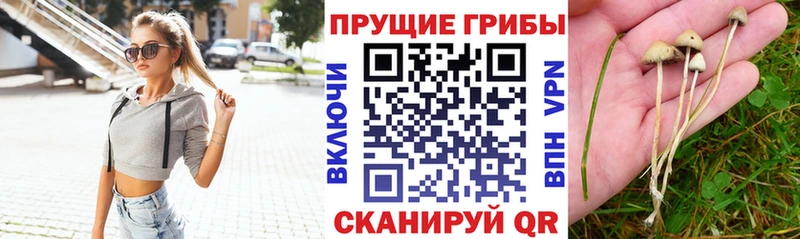 Псилоцибиновые грибы Psilocybine cubensis дарнет шоп Звенигород